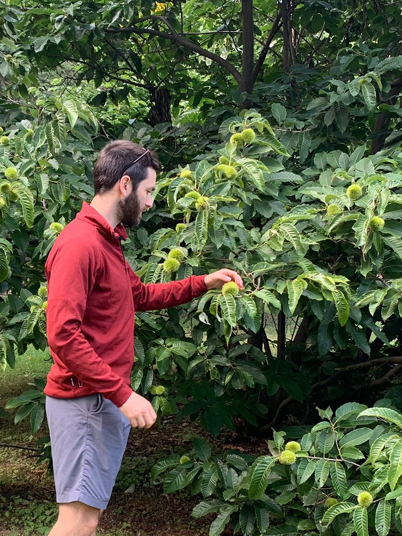 Castanea 1/4 Zip